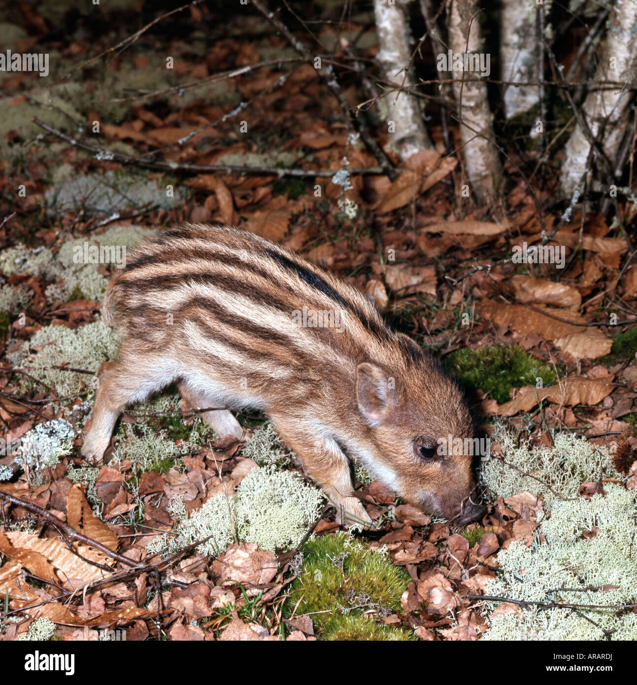 Sangliers Marcassin Wildschwein Ferkel Sus Scrofa Schwein Tier gespaltenen Hufen Tiere Europa Europe Hufen Tiere juvenile m Stockfoto
