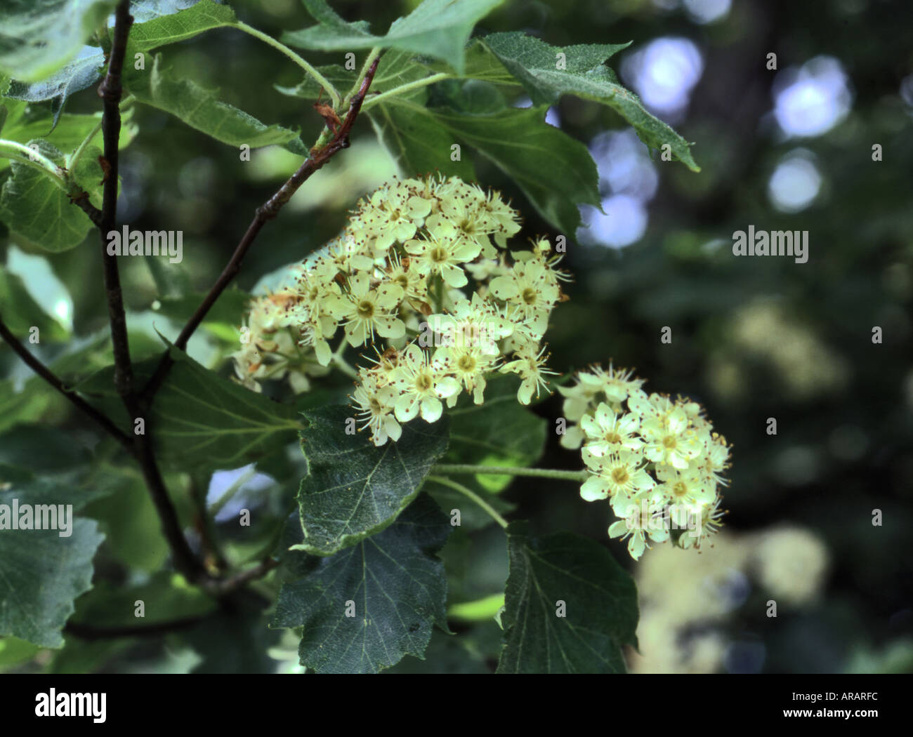Wilden Speierling Sorbus Torminalis Blossom Leitarten der alten Wald Hecken jetzt seltene Surrey England Stockfoto