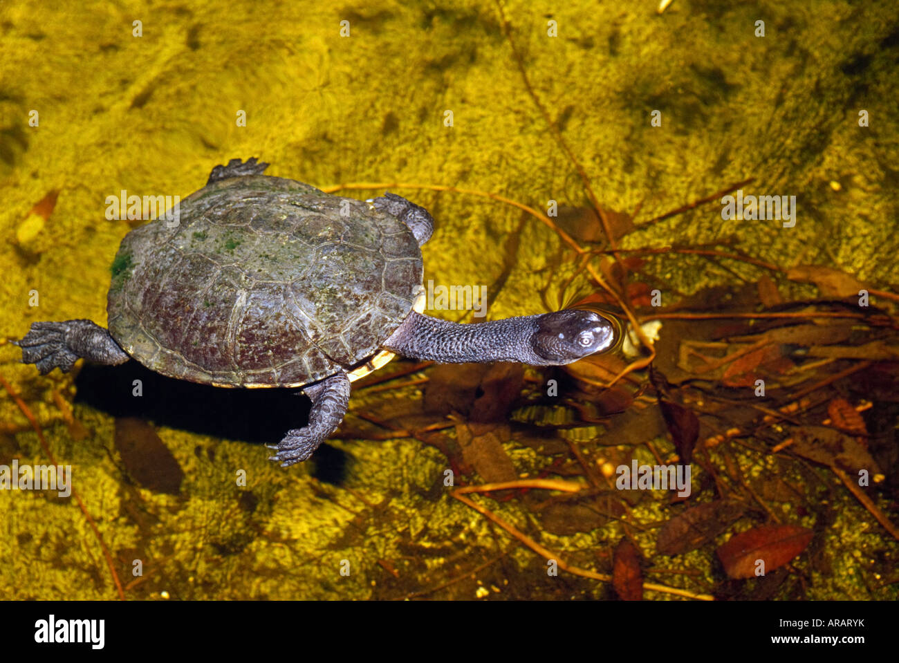Lange necked Schildkröte Chelodina Longicollis New South Wales Australien Stockfoto