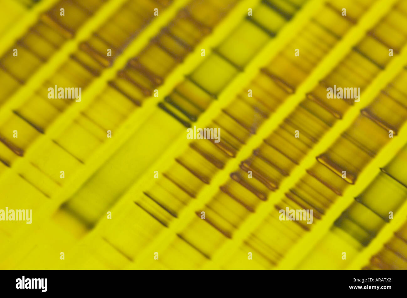 DNA-Profile von Bodenproben zeigen Bands repräsentieren einzelne Arten von Pilzen und Bakterien Stockfoto