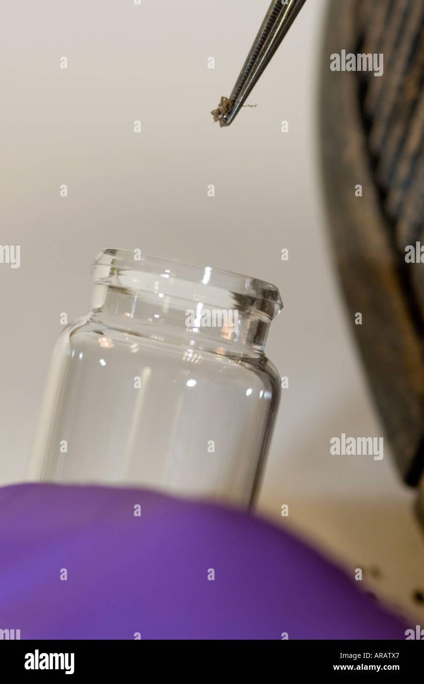 Sammlung von einer Bodenprobe von einem verdächtigen s-Boot Handschuhe sind immer getragen werden, um die Kontamination der Probe zu verhindern Stockfoto