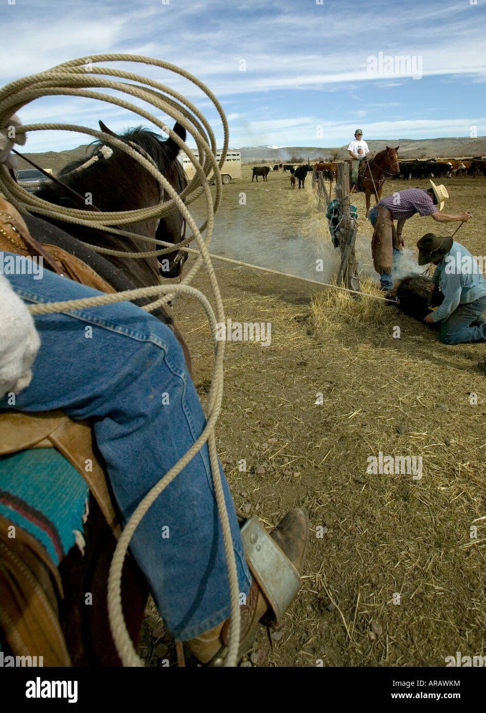 Herr Cowboys Marke Rinder auf der Hanley Ranch im Herzen der Ionen-Land Jordantal Oregon Stockfoto