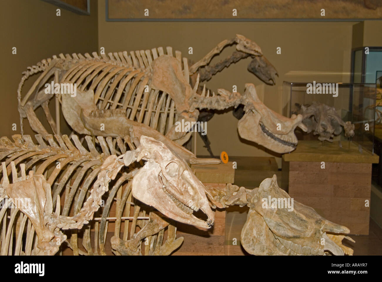 Museum-Dinosaurier-Skelett Stockfoto