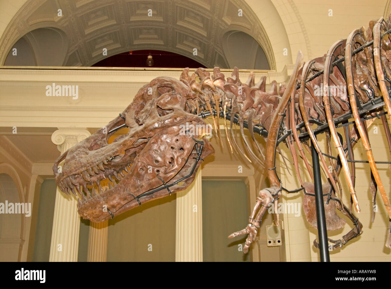 Tyrannosaurus Rex "Sue" 7 Stockfoto