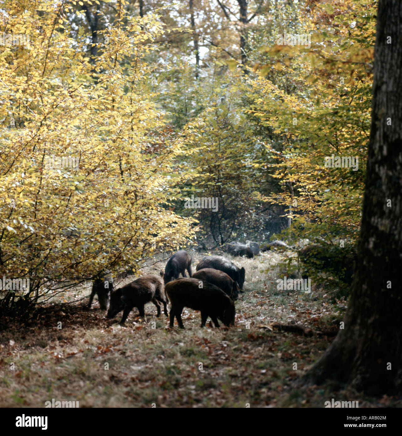 Wildschweine Sus Scrofa Schwein erwachsenen Tier gespaltenen Hufen Tiere Europa Europe Hufen Tiere Säugetier Säugetiere Herbst Stockfoto