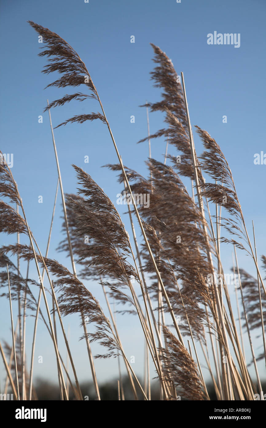 Schilf gegen blauen Himmel im winter Stockfoto