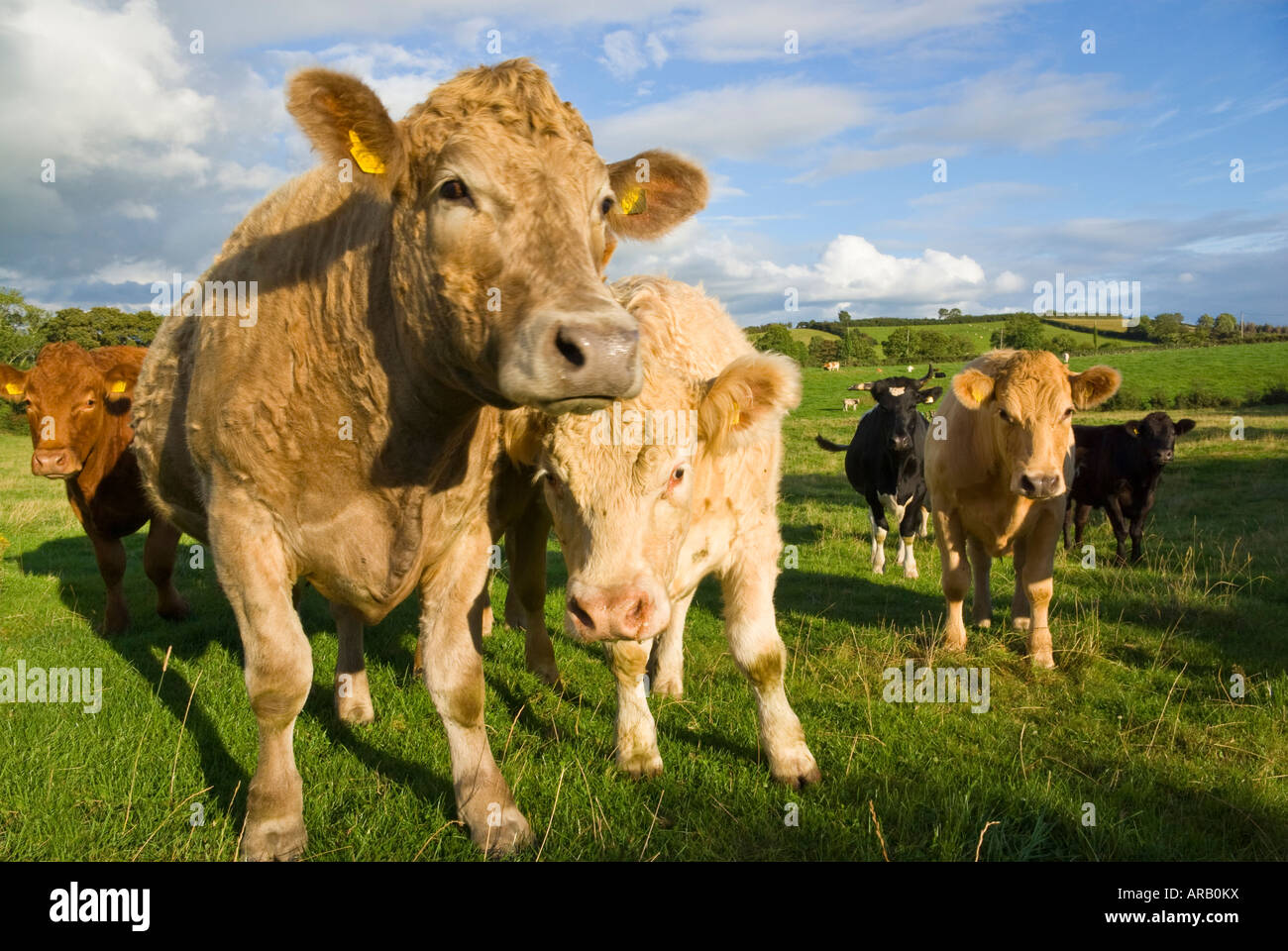 Kühe im Feld, County Down, Nordirland, Vereinigtes Königreich Stockfoto