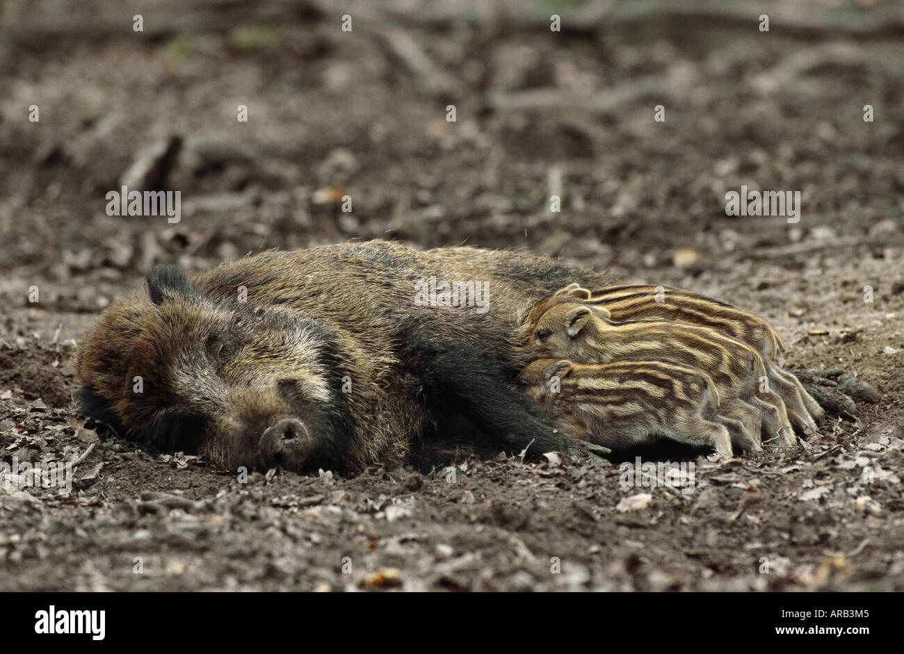 Mutter Wildschweine füttern Babys Stockfoto