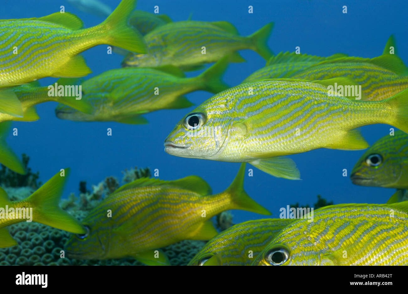 Fischschwärme Bahamas Stockfoto