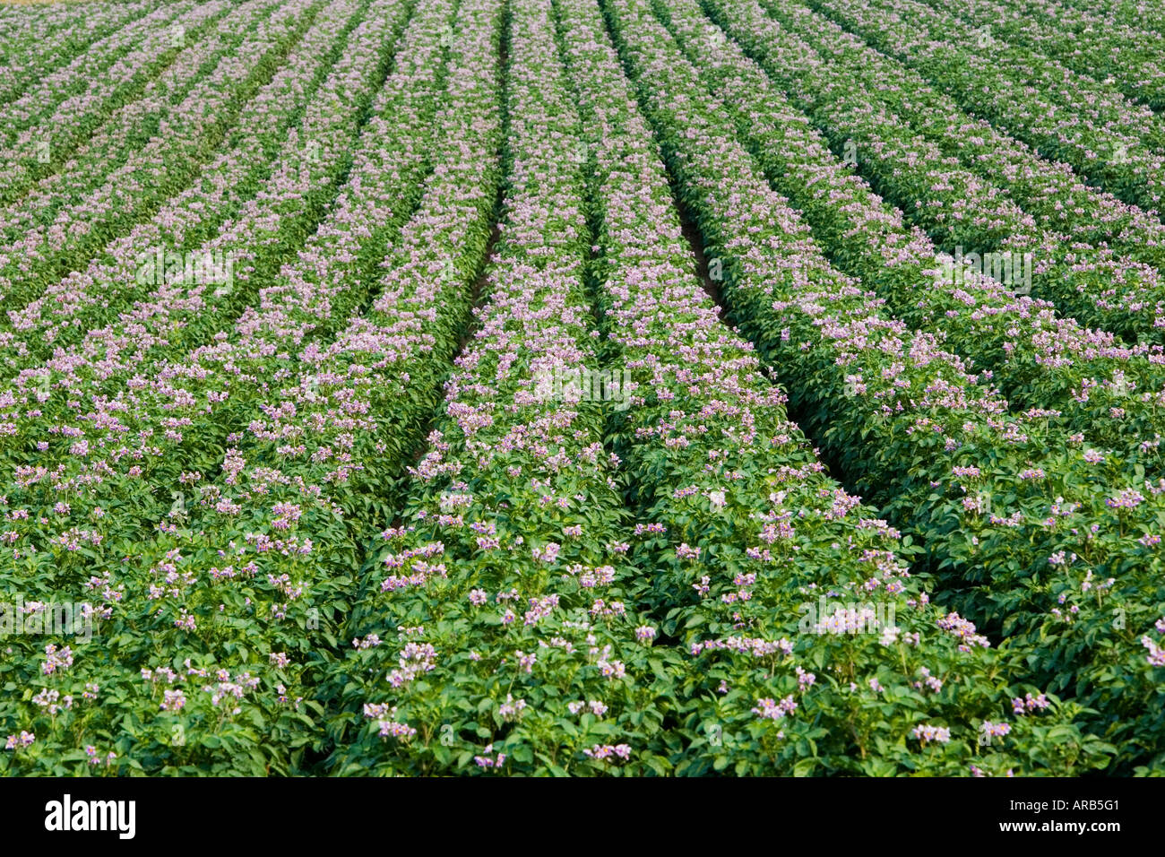 Kartoffel-Anbau in der Nähe von Holkham Vereinigtes Königreich Stockfoto