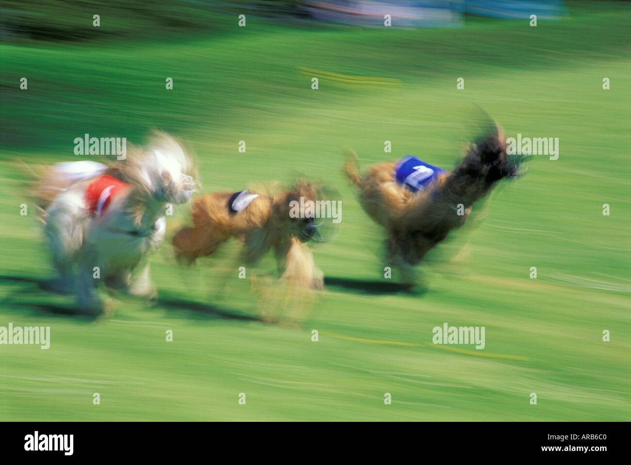 Laufende Windhunde Stockfoto