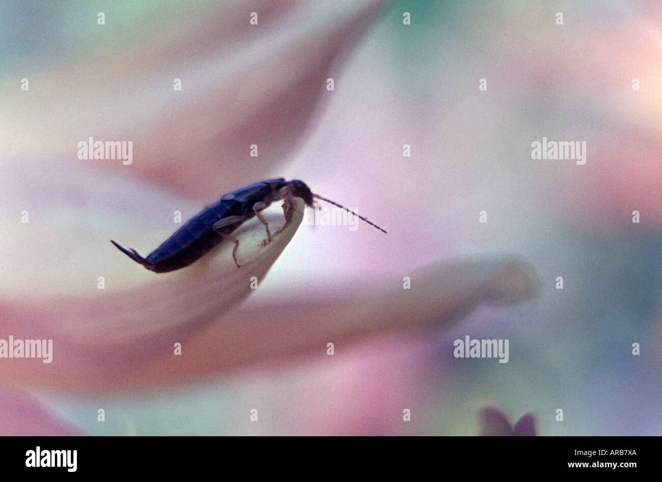 Makroaufnahme einer Ohrwurm auf einer Blume Stockfoto
