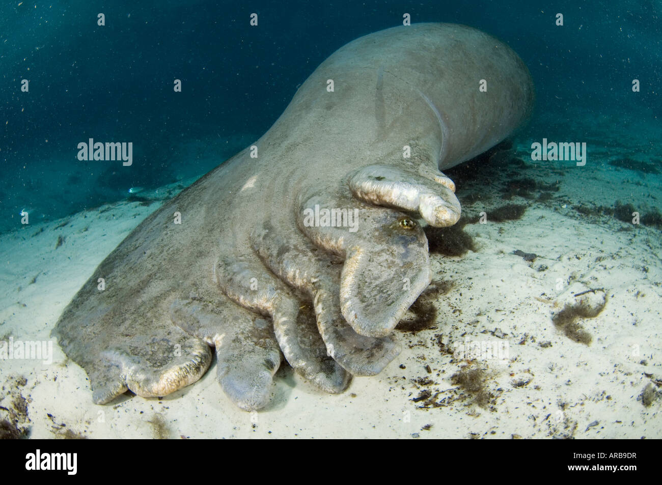 Florida Manati Trichechus Manatus Latirostris in Crystal River, FL Schwanz zerrissen durch Boot propeller Stockfoto