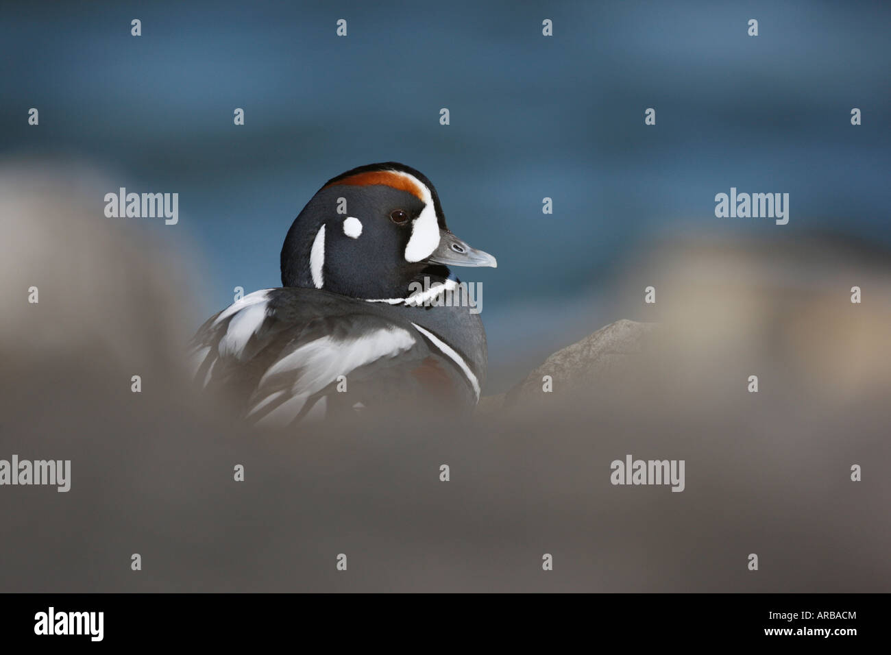 Harlekin Ente Histrionicus Histrionicus männlichen New Jersey USA winter Stockfoto