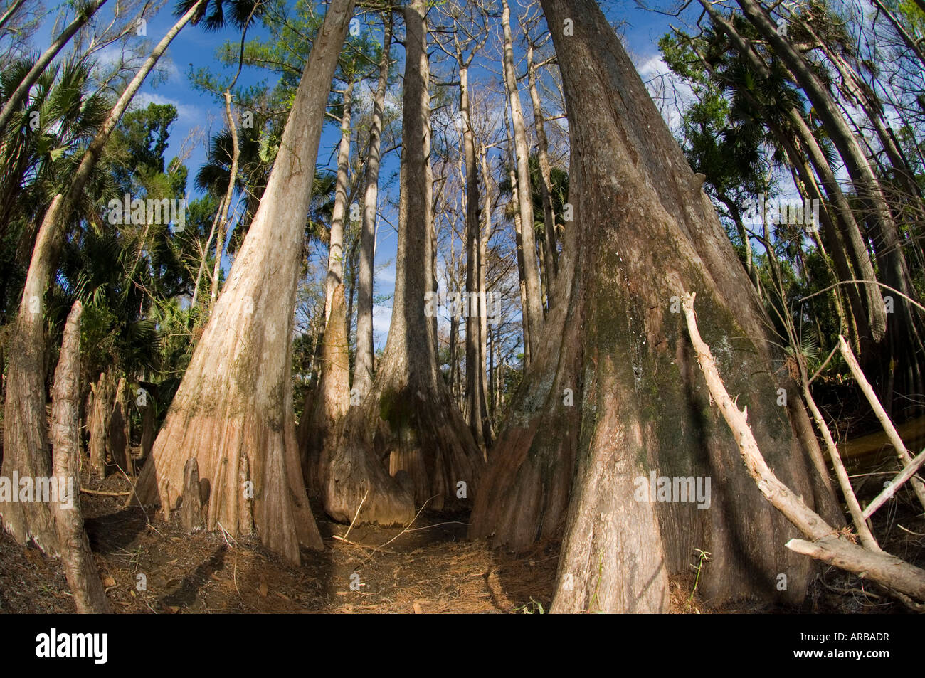 Sumpfzypresse Taxodium Distichum an den Ufern des Flusses Loxahatchee im nördlichen Palm Beach County FL Stockfoto