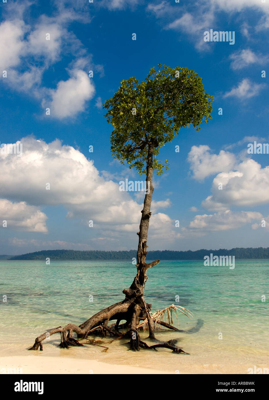 Ein Mangroven-Baum in den Andamanen in Indien Stockfoto