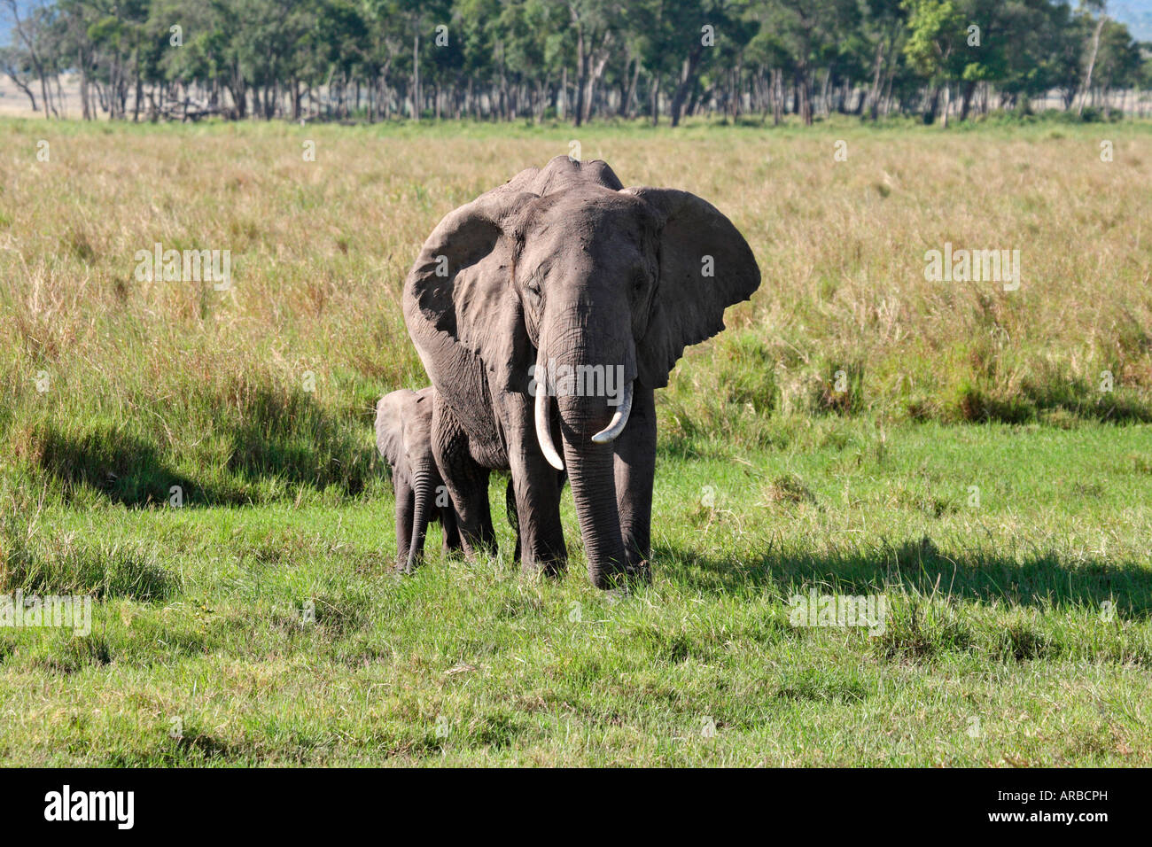 Junger Elefant mit Baby s Mutter Masai Mara Kenia Afrika Safari Wildlife Elephant Elefant Stockfoto