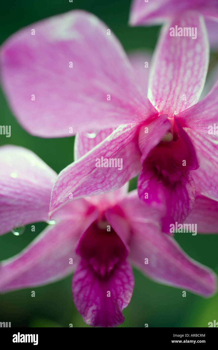 Orchideen wachsen aufgrund des Palau Pacific Resort Palau Stockfoto