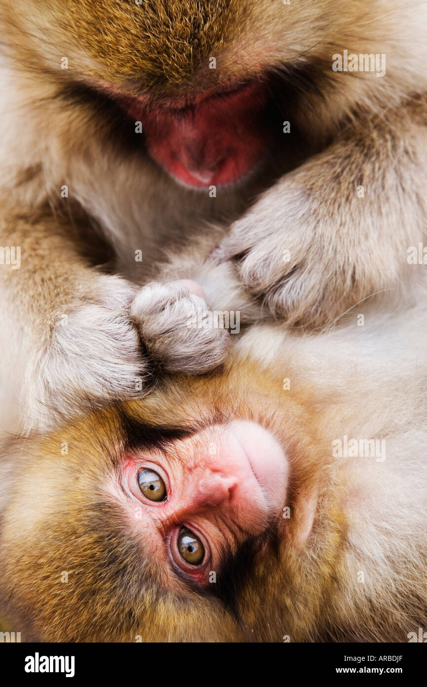 Mutter japanischen Makaken Pflege Baby Stockfoto