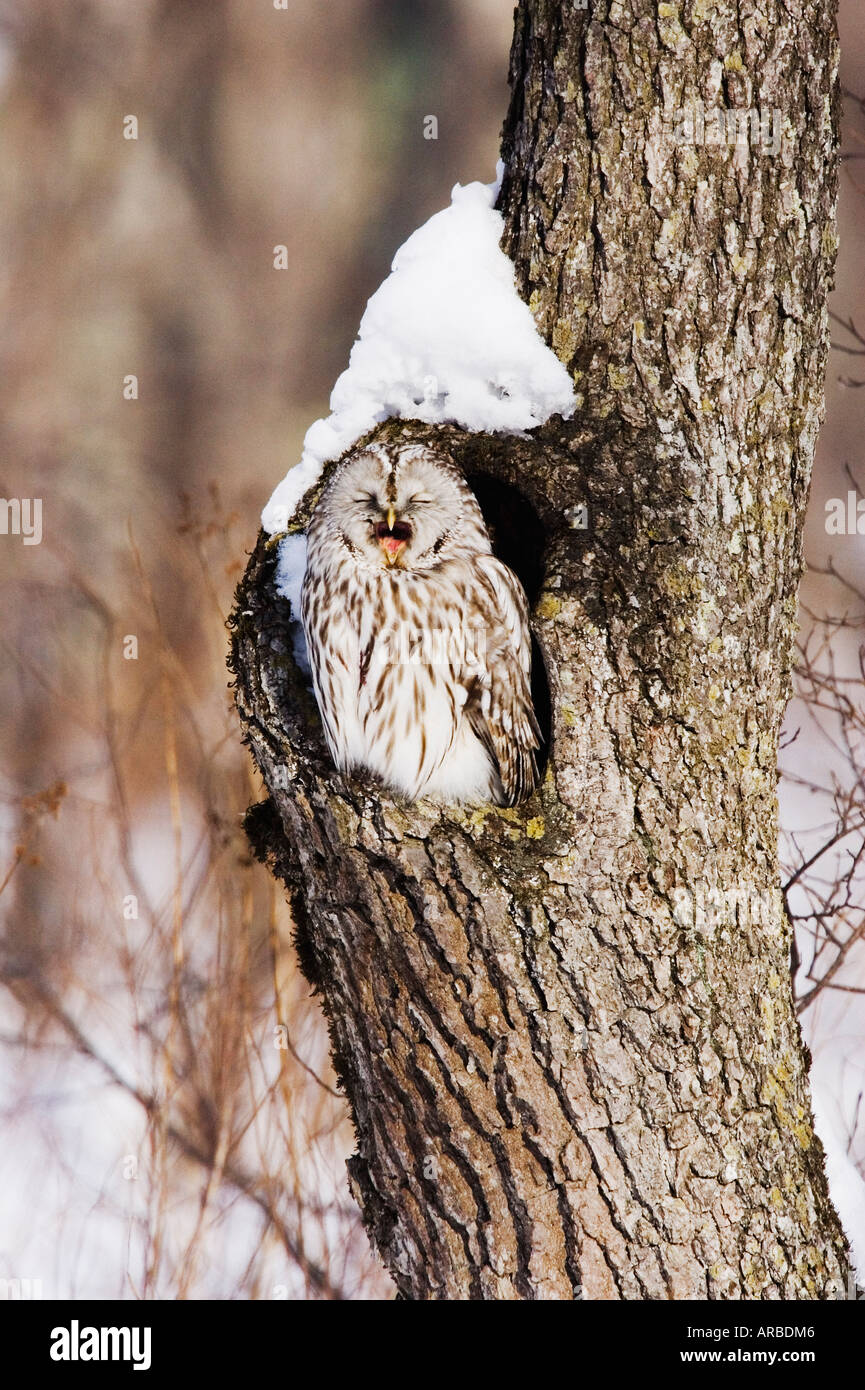 Habichtskauz im Baum Stockfoto