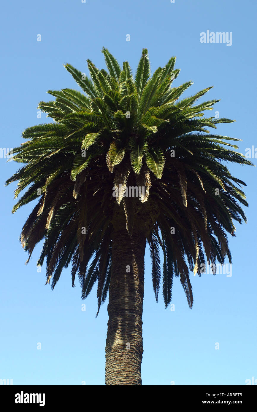 Phoenix-Palme Stockfoto