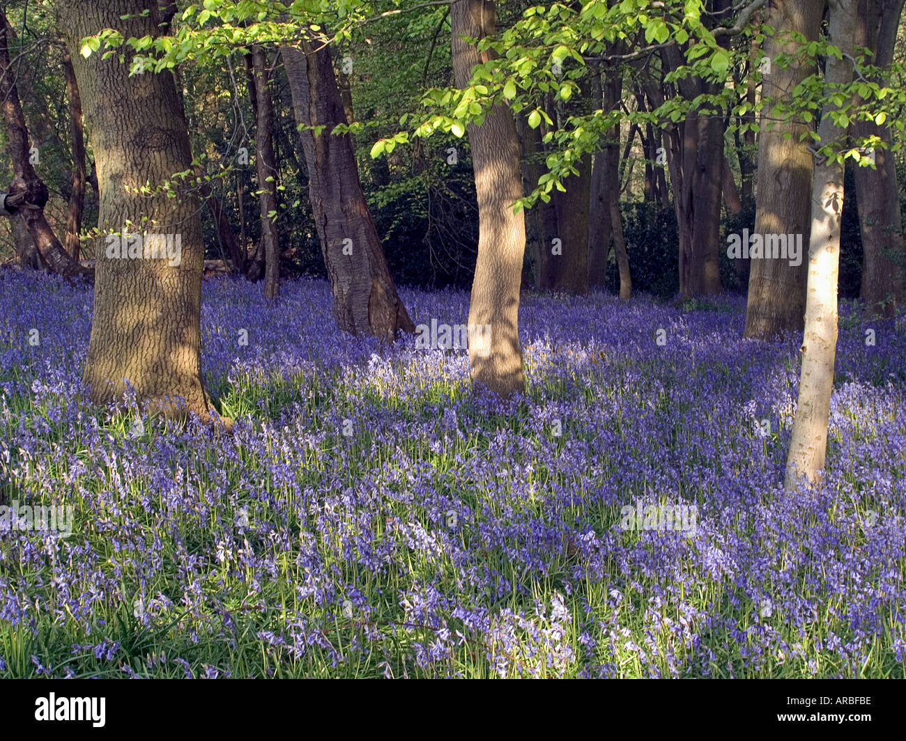 Bluebell wood hyacinthoides non-Script. Chiltern Hills Woodland in Buckinghamshire. Stockfoto