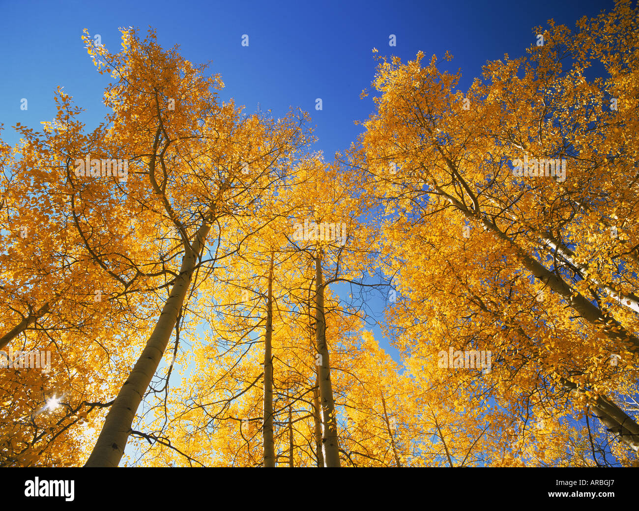 Hain der Espe Bäume im Herbst Stockfoto