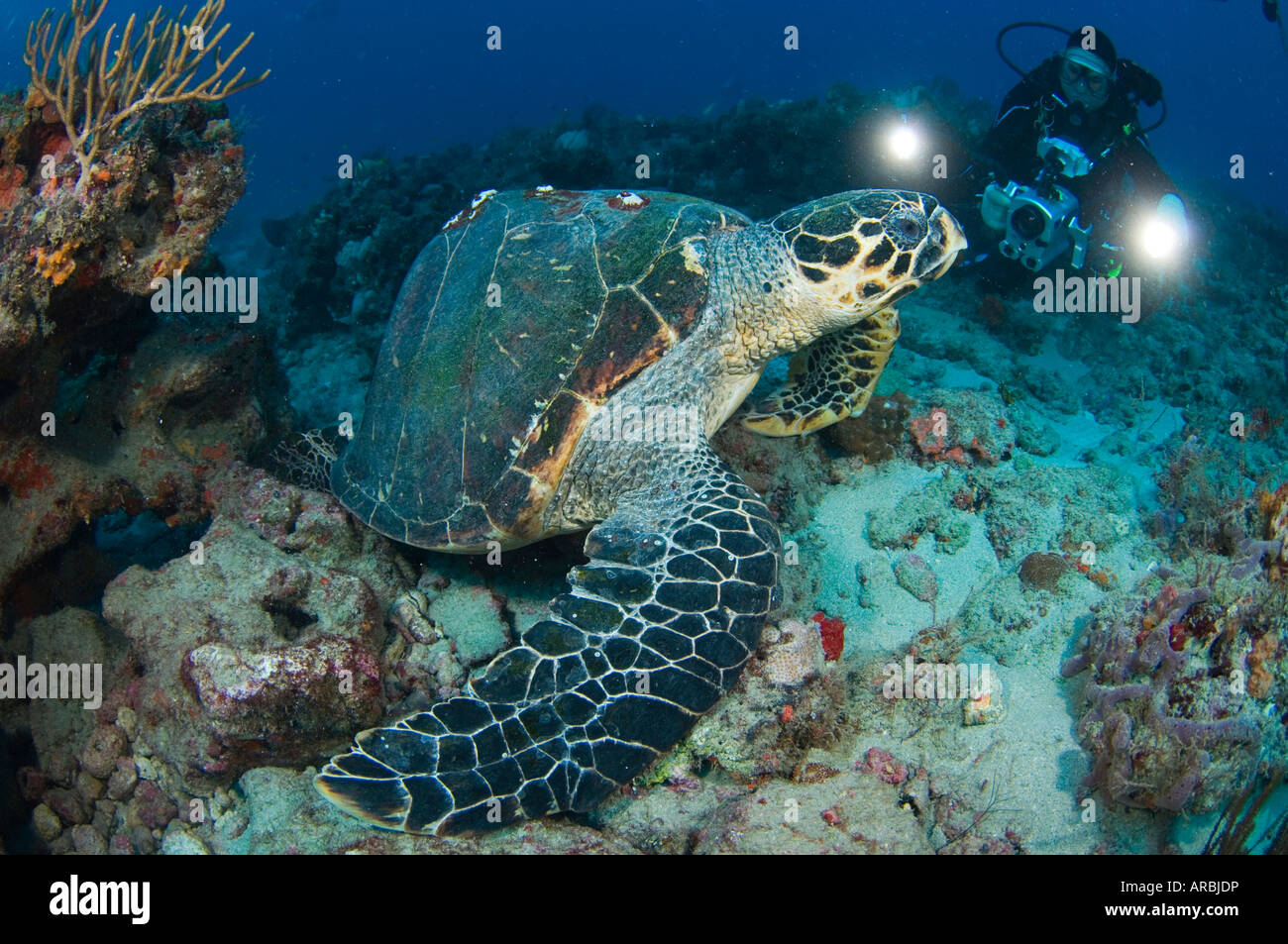 Taucher und Hawksbill Schildkröten Eretmochelys Imbricata in Juno Beach FL Stockfoto