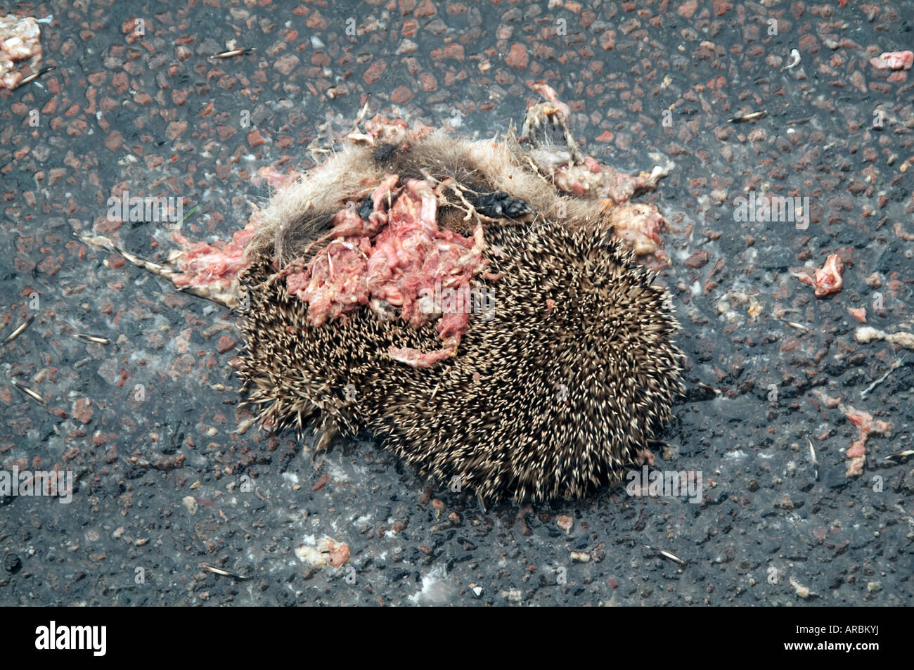 tot gequetscht Igel Roadkill Road Kill Tierwelt Stockfoto