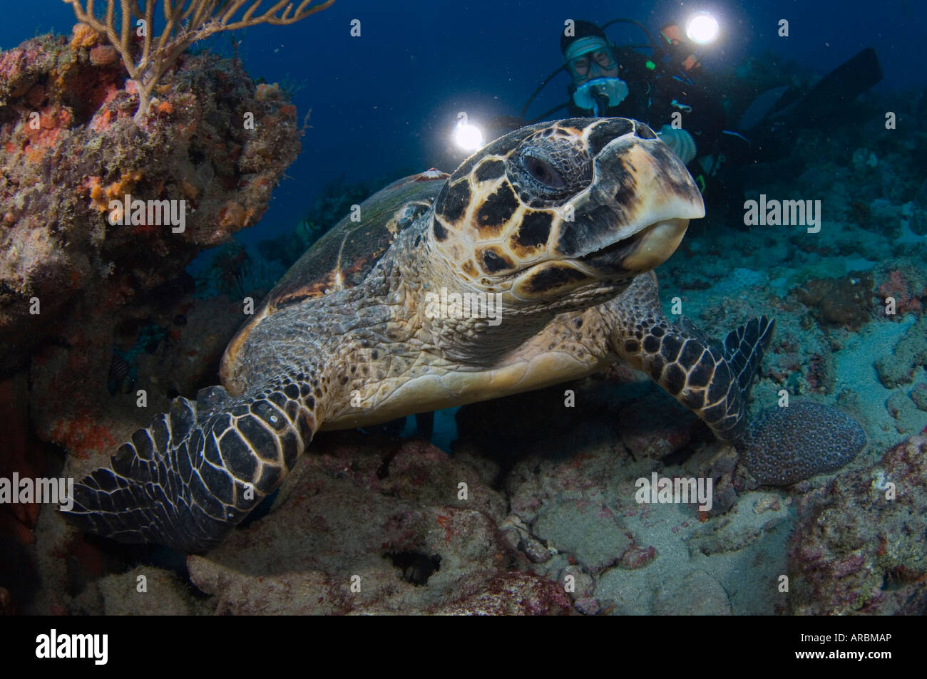 Taucher und Hawksbill Schildkröten Eretmochelys Imbricata in Juno Beach FL Stockfoto