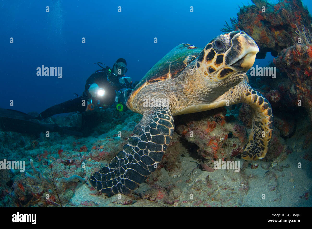 Taucher und Hawksbill Schildkröten Eretmochelys Imbricata in Juno Beach FL Stockfoto