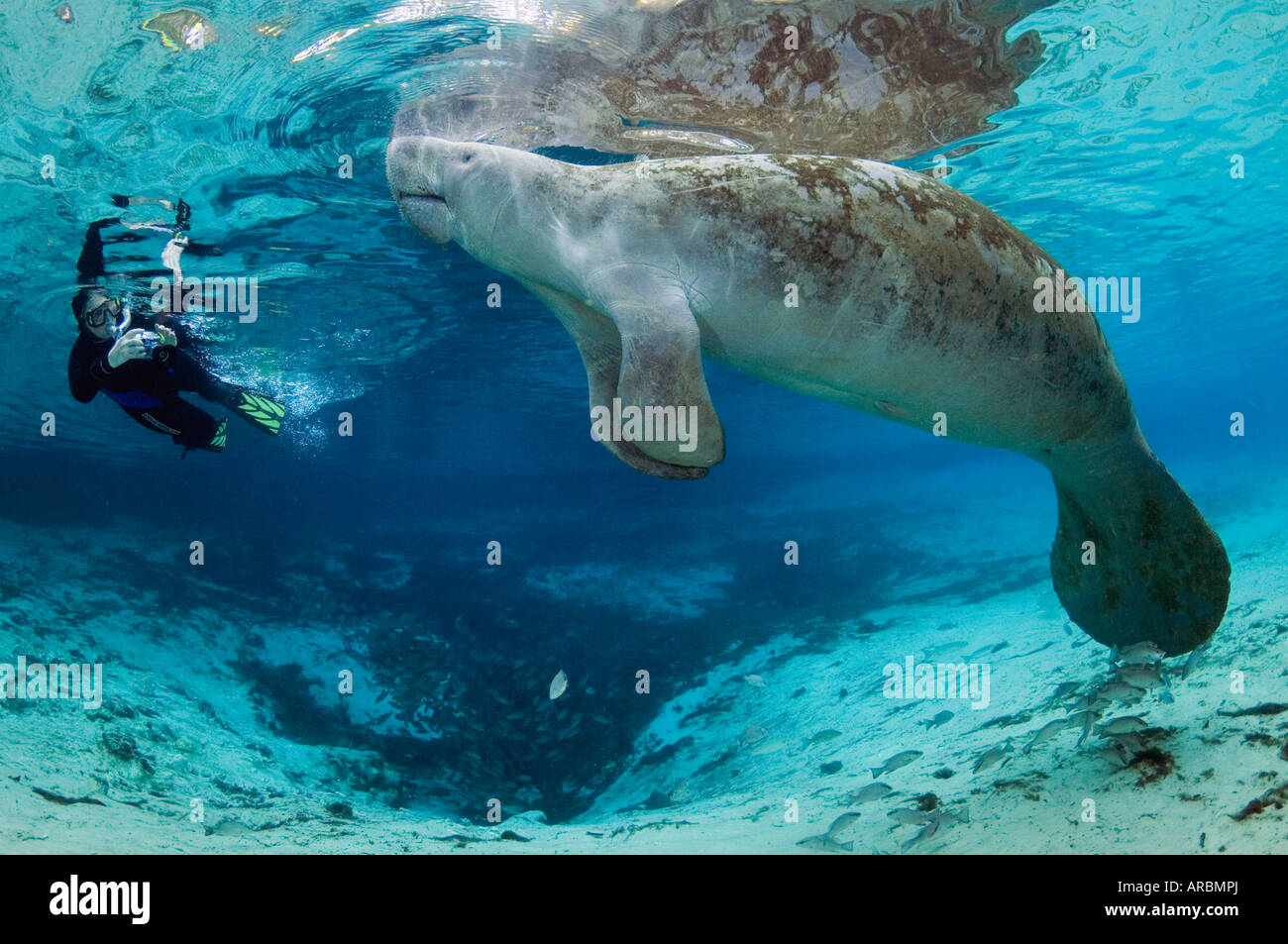 Schnorchler und vom Aussterben bedrohten Florida Manati Trichechus Manatus Latirostris in drei Schwestern Frühling in Crystal River, FL Stockfoto