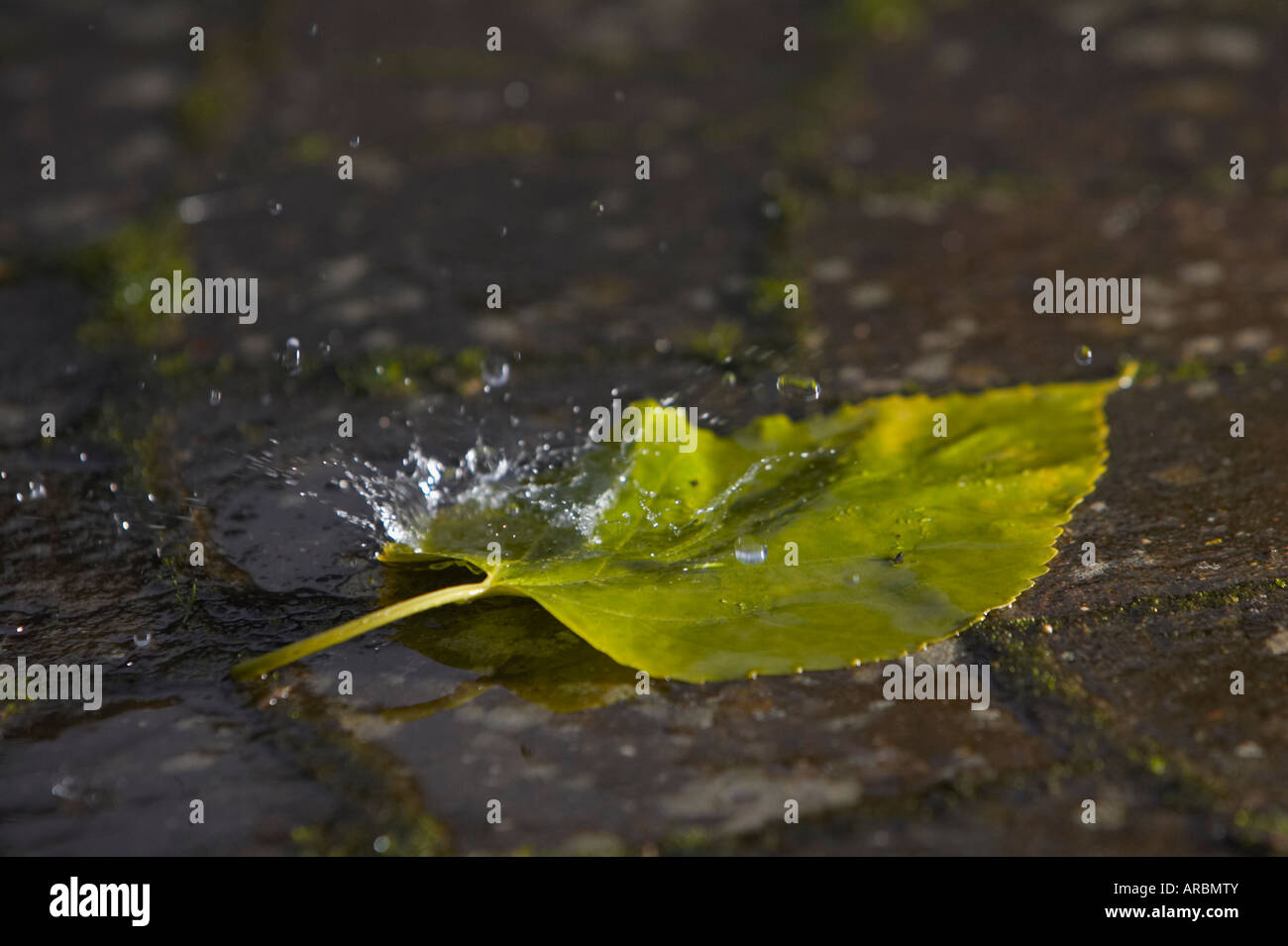 Regentropfen fallen auf ein grünes Blatt. Stockfoto