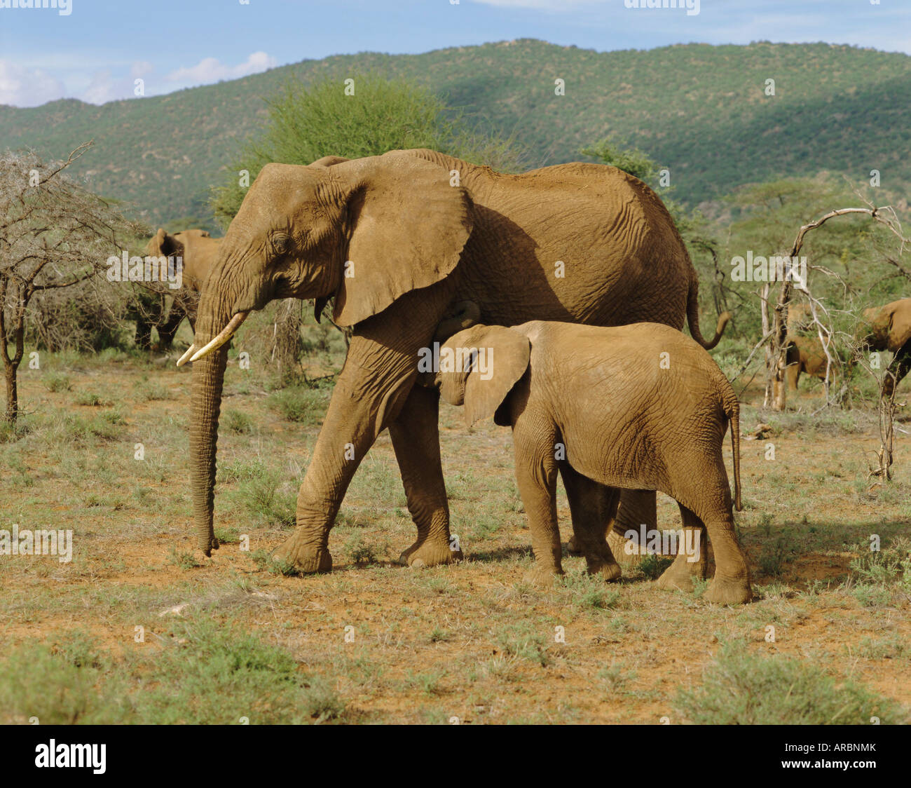 Elefanten, Samburu National Reserve, Kenia Stockfoto
