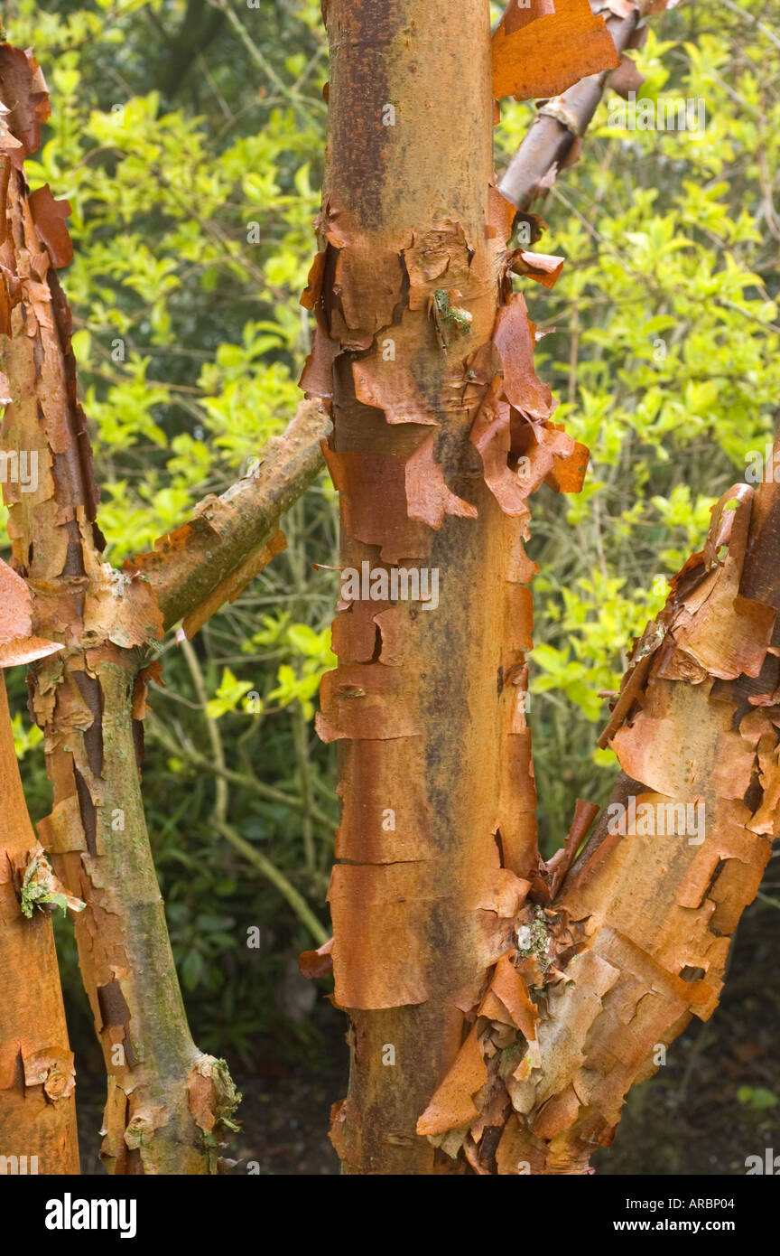 Acer Griseum Papier Rinde Ahorn Stockfoto