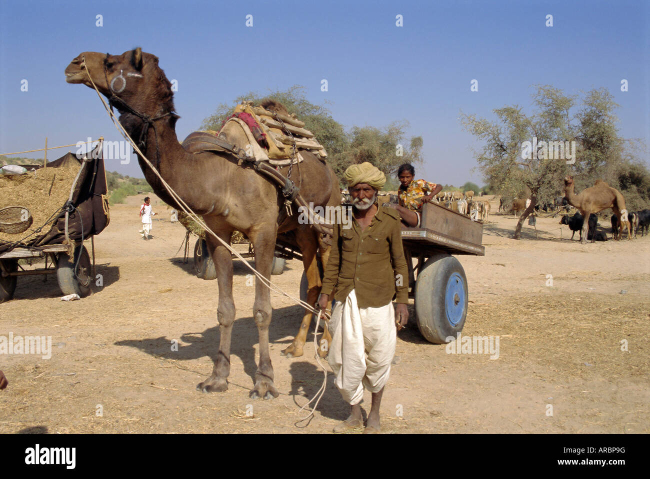 Vieh-Messe in der Nähe von Dechhu, nördlich von Jodhpur, Rajasthan, Indien Stockfoto