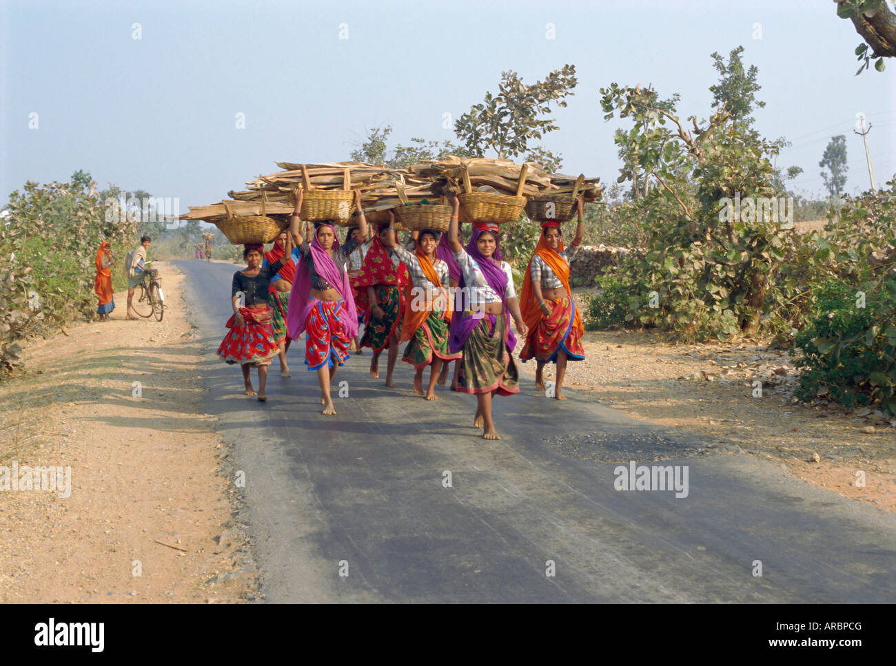 Sammeln von Brennholz, Dhariyawad, Rajasthan, Indien Stockfoto