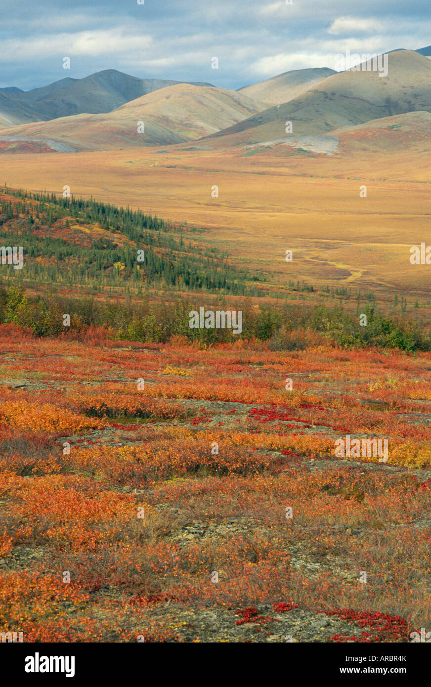 Herbstliche Farbtöne in Landschaft der Richardson Mountains, Yukon, Kanada Stockfoto
