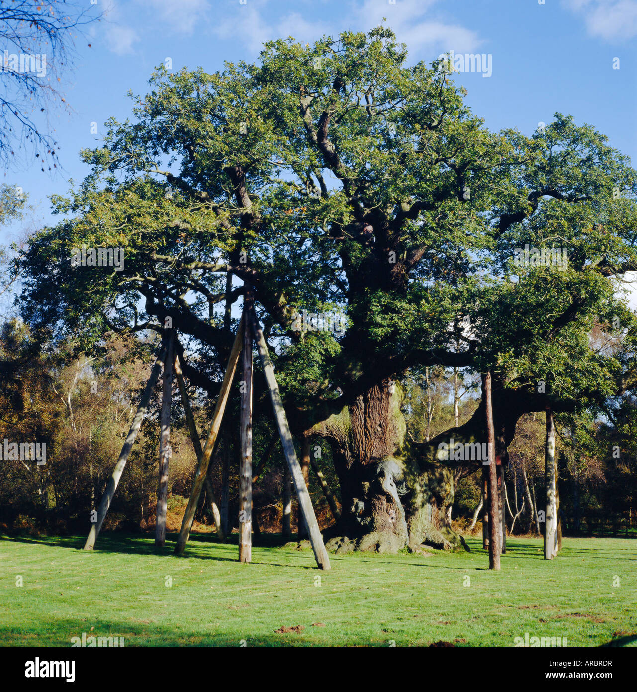 Die große Eiche (Robin Hood-Baum), Sherwood Forest, Nottinghamshire, England Stockfoto