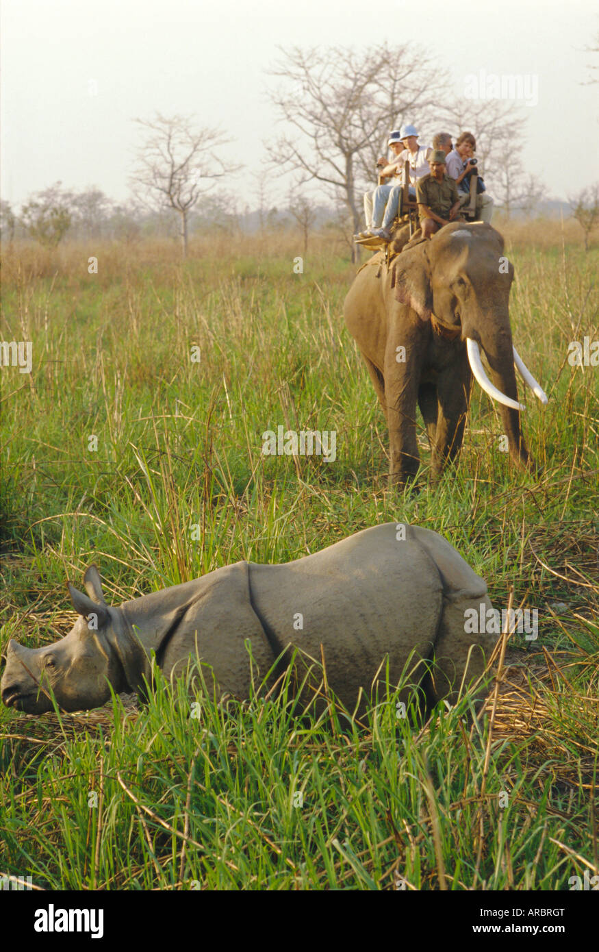 Touristen auf Elefanten zurück Sichtung Rhino, Chitwan Nationalpark, Nepal Stockfoto