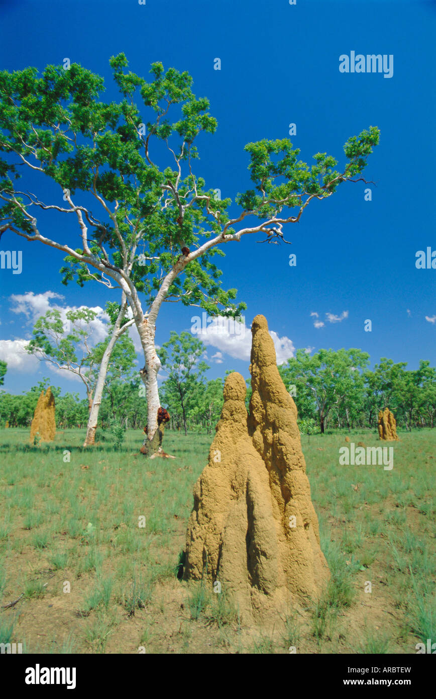 Riesige Termite Nester oder "Kathedralen" bei "The Top End", Kakadu-Nationalpark, Northern Territory, Australien Stockfoto