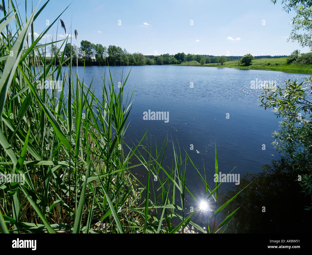 Karpfenteich Stockfoto