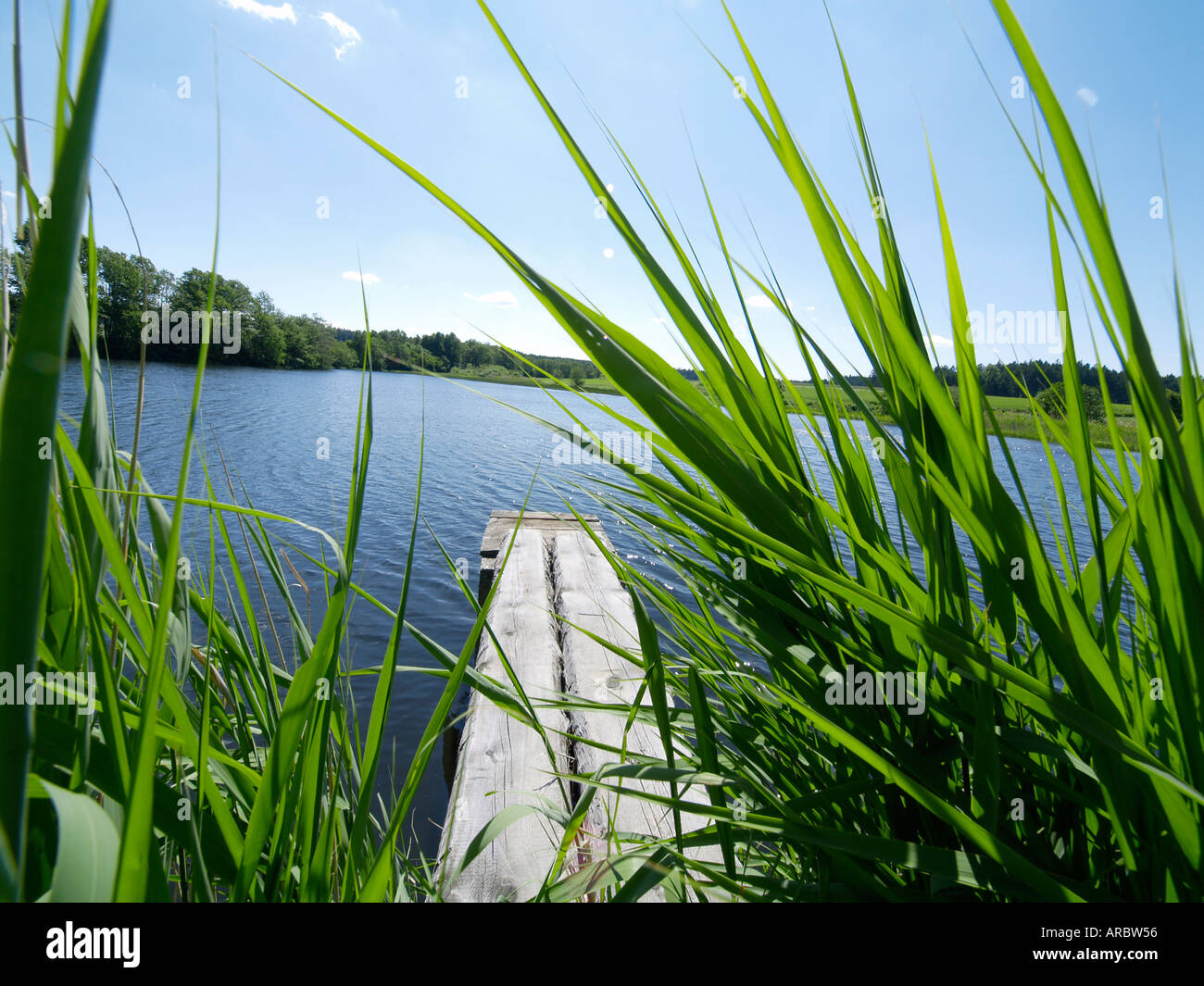 Karpfenteich Stockfoto