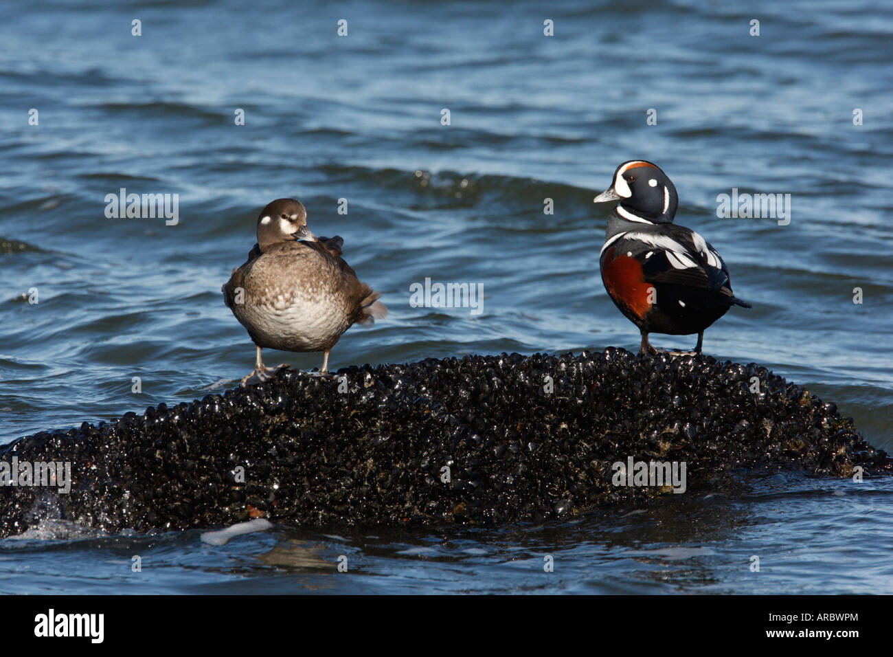 Harlekin Ente Histrionicus Histrionicus männliche und weibliche New Jersey USA winter Stockfoto