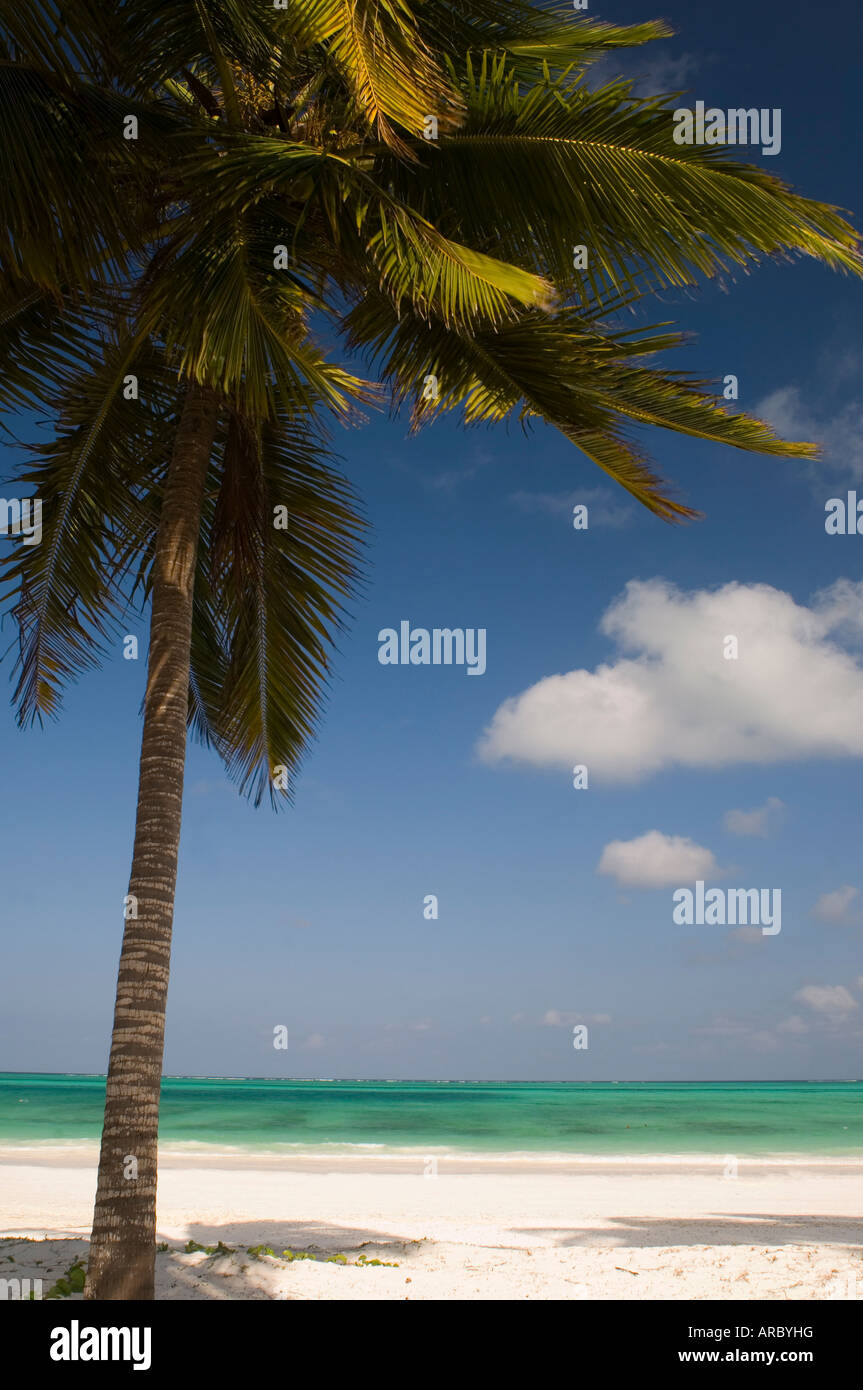 Eine Palme über einen weißen Sandstrand und smaragdgrünen Meer am Rande des Indischen Ozeans, Paje, Zanzibar, Tansania, Ost-Afrika Stockfoto