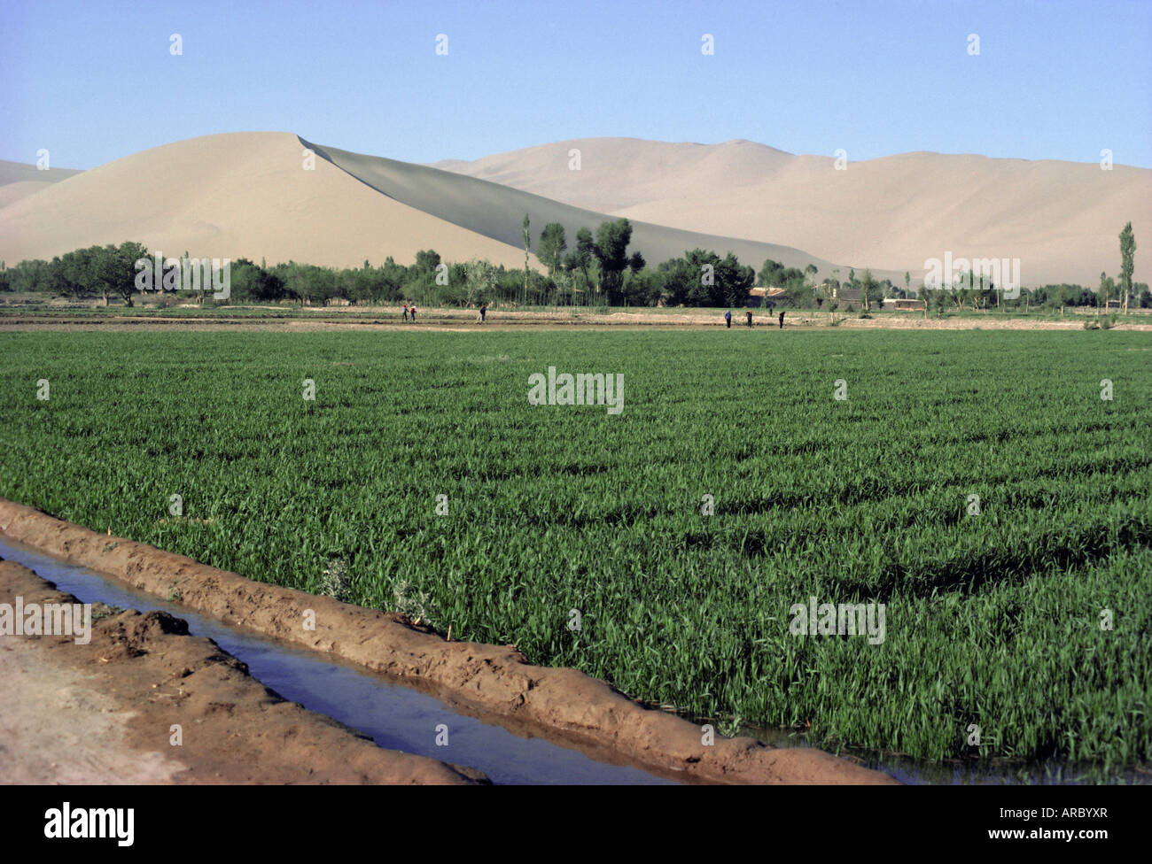 Bewässerten Winterweizen, Oase in der Wüste Gobi, Gansu Provinz, China, Asien Stockfoto
