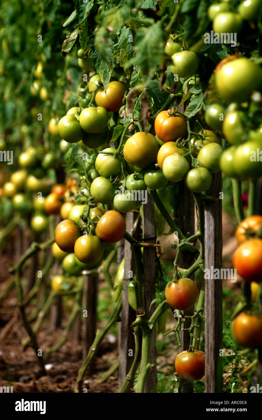Biologisch angebaute Tomaten Reifen auf einem Weinstock in Narrabeen auf Sydney s Strände im Norden Stockfoto