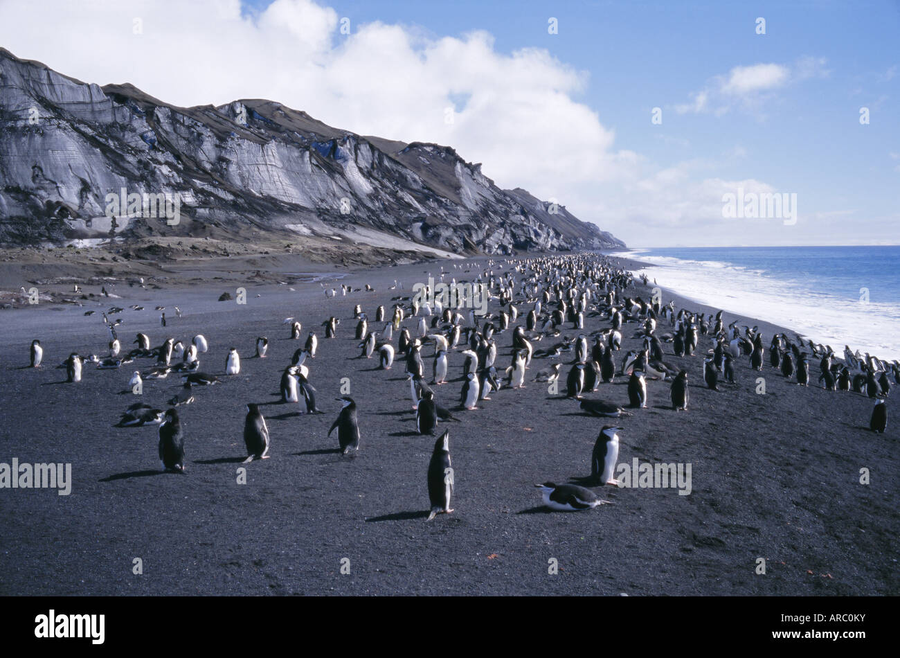 Schwarz / weiß Kinnriemen Pinguine, schwarze Vulkanstrand und schwarzen Gletscher, Deception Island, Antarktis, Polarregionen Stockfoto