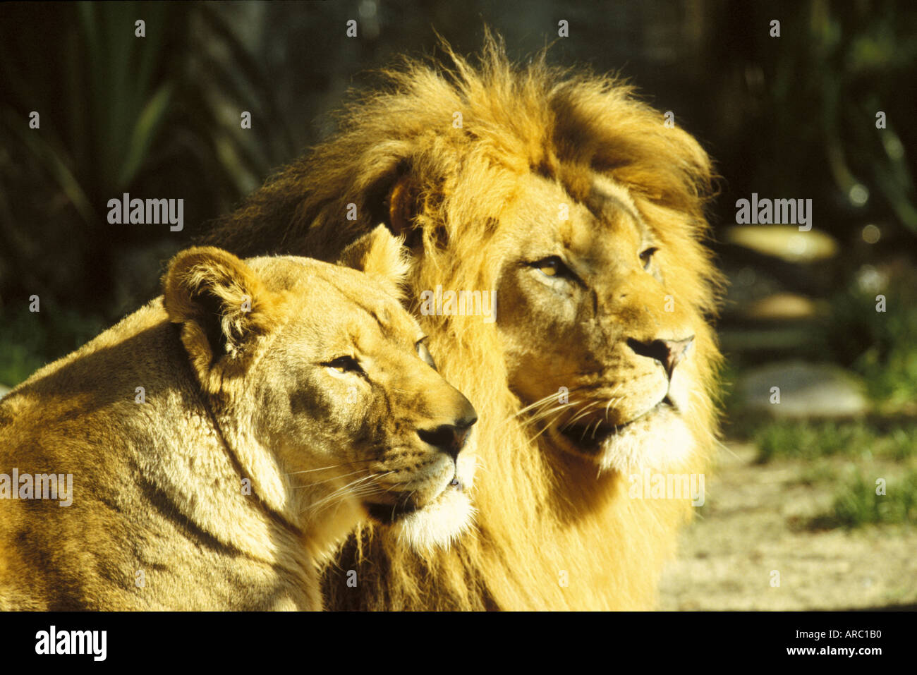 Löwen im Zoo von San Francisco Stockfoto