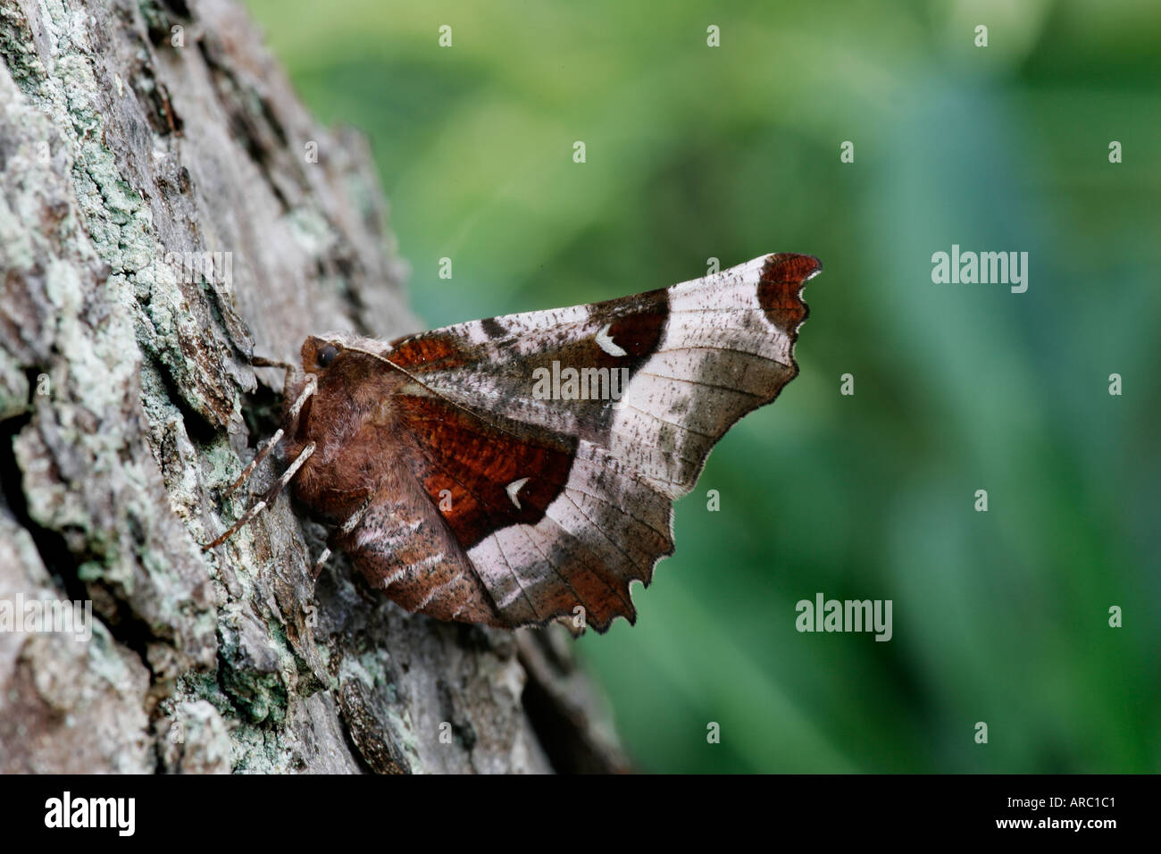 Lila Thorn Selenia Tetralunaria ruht auf Baum Potton bedfordshire Stockfoto